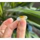 威料冰黃翡翠戒圈